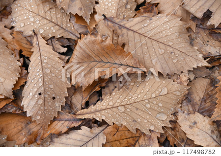 地面に降り積ったミズナラの落葉 117498782