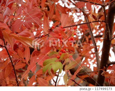 紅葉 赤い実がなっている木 紅葉 赤い実がなっている木 117499173