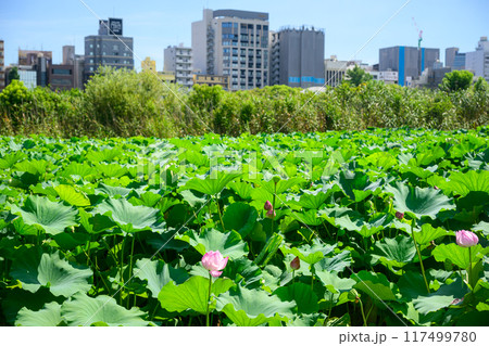 月の風景 一面はハスに覆い尽くされた不忍池 月の風景 一面はハスに覆い尽くされた不忍池 117499780
