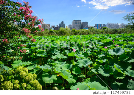 8月の風景 一面はハスに覆い尽くされた不忍池 8月の風景 一面はハスに覆い尽くされた不忍池 117499782