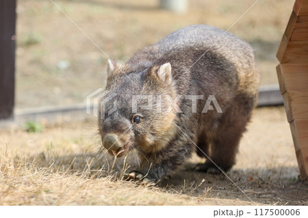 コロコロした動物ウォンバット 117500006