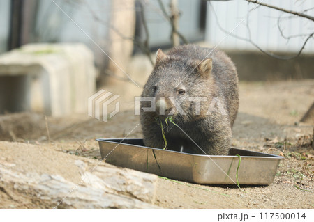 コロコロした動物ウォンバット 117500014