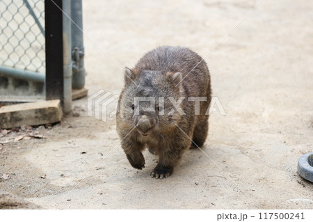 まあるい動物ウォンバット まあるい動物ウォンバット 117500241