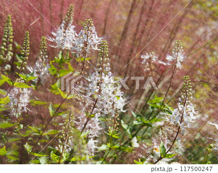 満開の白い猫髭草 満開の白い猫髭草 117500247