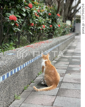 猫 ねこ ネコ 117500258