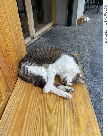 猫 ねこ ネコ 117500259