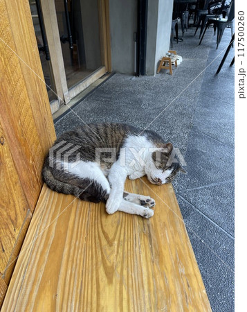 猫 ねこ ネコ 117500260