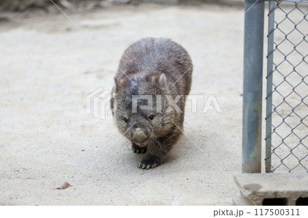 かわいい動物 ウォンバット かわいい動物 ウォンバット 117500311