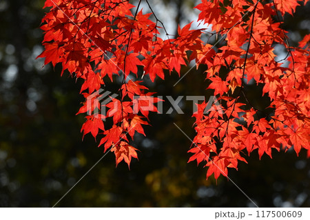 秋色に輝く鮮やかな紅葉 117500609