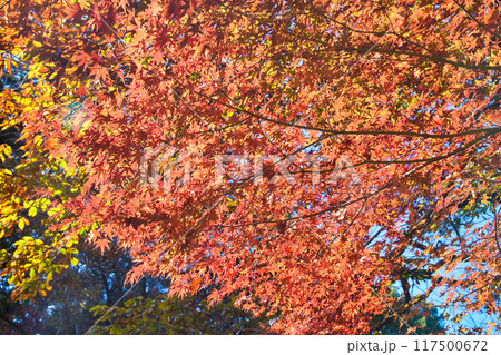 大町公園の美しい紅葉(大町自然観察園)千葉県市川市 大町公園の美しい紅葉(大町自然観察園)千葉県市川市 117500672