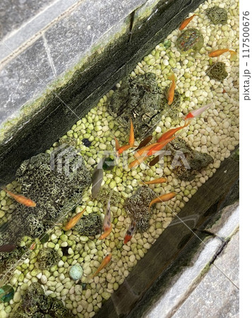 魚 魚類 サカナ 117500676