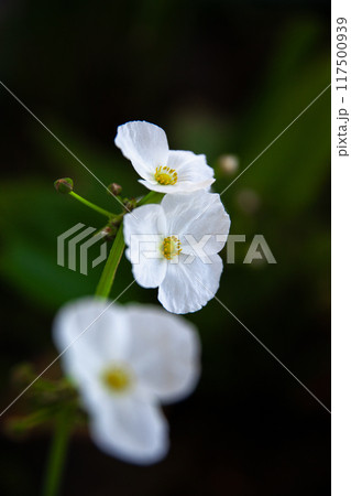 沖縄の夏のベランダビオトープに咲くオモダカ 沖縄の夏のベランダビオトープに咲くオモダカ 117500939