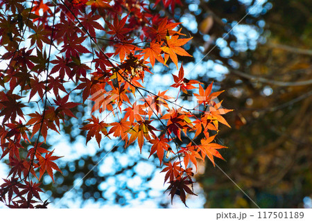 大町公園の美しい紅葉(大町自然観察園)千葉県市川市 大町公園の美しい紅葉(大町自然観察園)千葉県市川市 117501189
