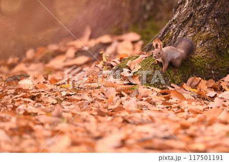 紅葉の森のエゾリス 117501191