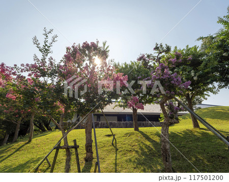 朝日が射す奈良公園に咲く百日紅 117501200