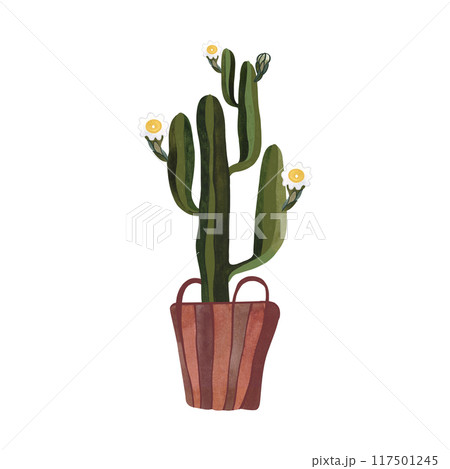 Cactus in a wicker basket. Plants for the home. Floriculture. Interior decoration. Isolated watercolor illustration on white background. Clipart. Cactus in a wicker basket. Plants for the home. Floriculture. Interior decoration. Isolated watercolor illustration on white background. Clipart. 117501245