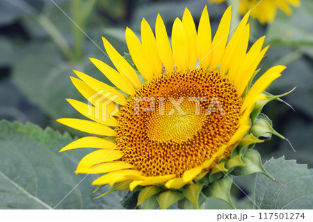 満開のひまわり 117501274