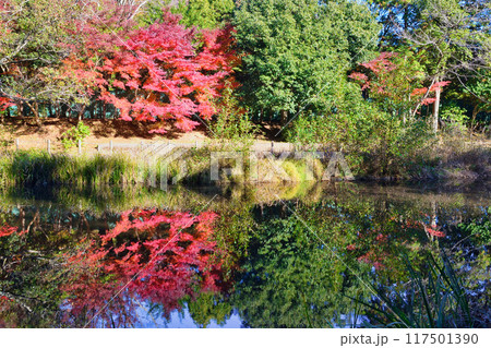 大町公園の美しい紅葉(大町自然観察園)千葉県市川市 大町公園の美しい紅葉(大町自然観察園)千葉県市川市 117501390