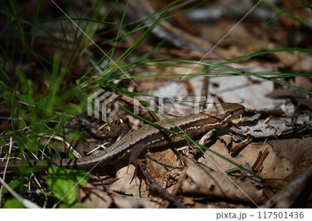 目の前に現われたカナヘビ 117501436