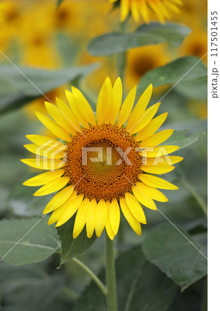 満開のひまわり 117501455