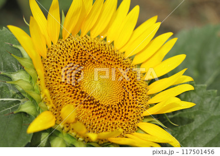 満開のひまわり 満開のひまわり 117501456