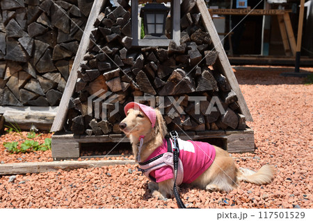 たき火用の薪の前に居る犬 たき火用の薪の前に居る犬 117501529