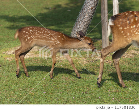 奈良公園の可愛い子鹿 奈良公園の可愛い子鹿 117501830