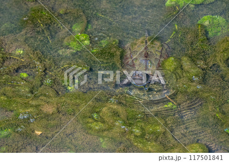 用水路のカメ(クサガメ) 用水路のカメ(クサガメ) 117501841