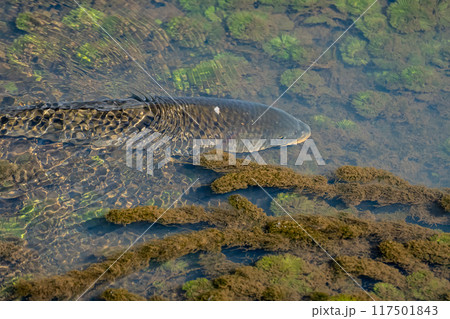 用水路の鯉 117501843