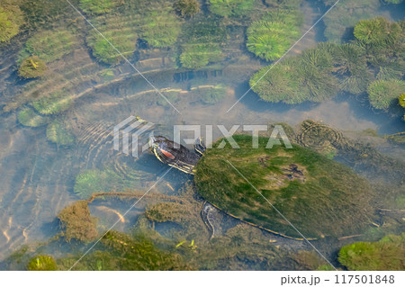 用水路のアカミミガメ 117501848