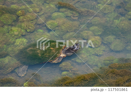 用水路のカメ（クサガメ） 117501861