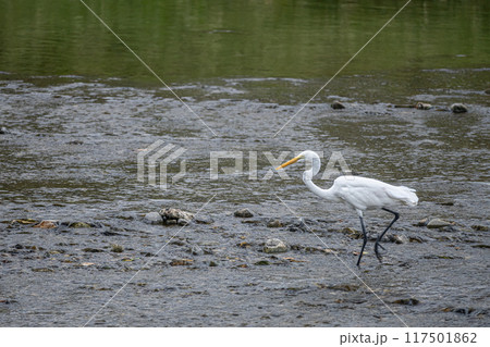 鴨川のシラサギ(ダイサギ) 鴨川のシラサギ(ダイサギ) 117501862