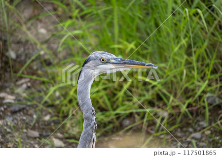 アオサギ 117501865
