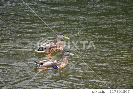 鴨川を泳ぐマガモ　オス　エクリプス 117501867