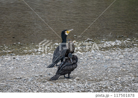 鴨川の中州のカワウ　　 117501878