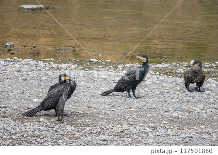 鴨川の中州のカワウ 鴨川の中州のカワウ 117501880