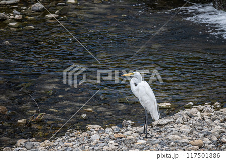 鴨川のシラサギ(ダイサギ) 鴨川のシラサギ(ダイサギ) 117501886