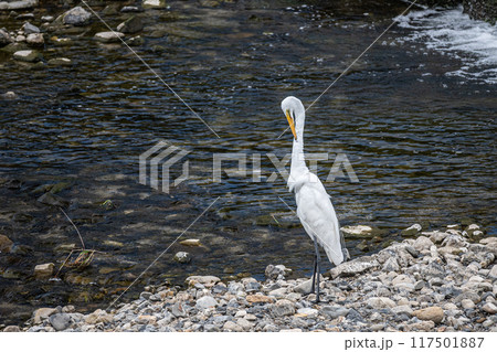 鴨川のシラサギ(ダイサギ) 鴨川のシラサギ(ダイサギ) 117501887