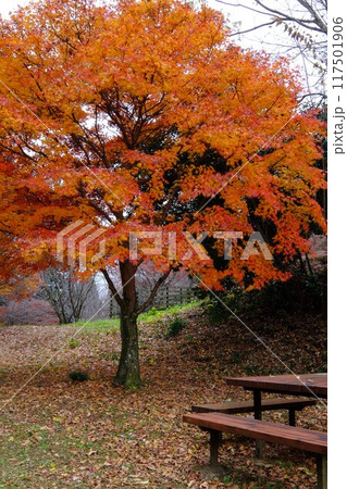 休憩所の紅葉　【相模原市津久井　12月】 117501906