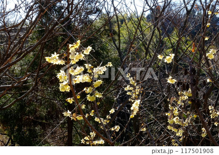 雑木林に咲くロウバイ　【相模原市津久井　1月】 117501908