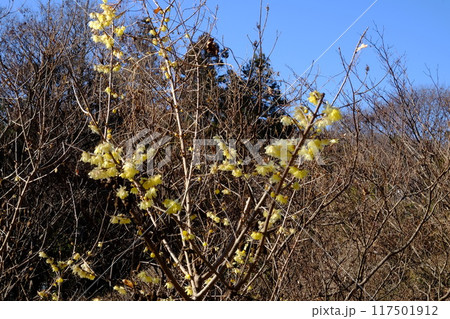 早春に咲くロウバイ 【相模原市津久井 1月】 早春に咲くロウバイ 【相模原市津久井 1月】 117501912