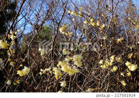 雑木林に咲くロウバイ 【相模原市津久井 1月】 雑木林に咲くロウバイ 【相模原市津久井 1月】 117501914