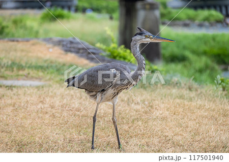 アオサギ アオサギ 117501940