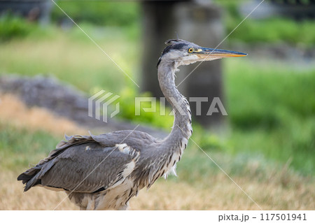 アオサギ アオサギ 117501941