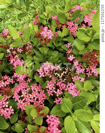 花 フラワー お花 117502250