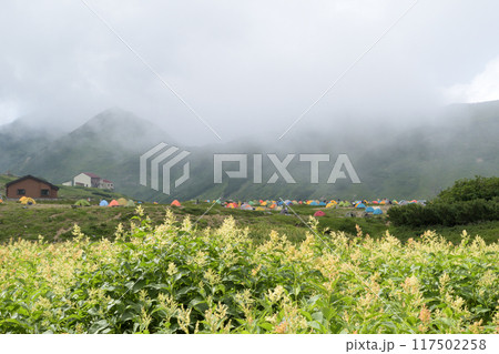 雲が流れ込む雷鳥沢、オンタデの群生 117502258