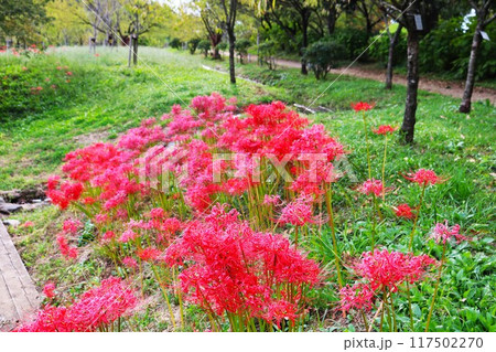 赤い彼岸花が咲く 秋の公園 赤い彼岸花が咲く 秋の公園 117502270
