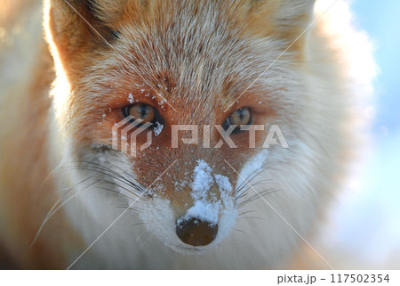 厳冬の雪原に生きるキツネ 117502354