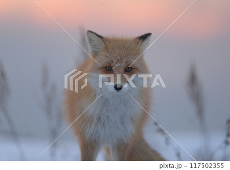 厳冬の雪原に生きるキツネ 117502355