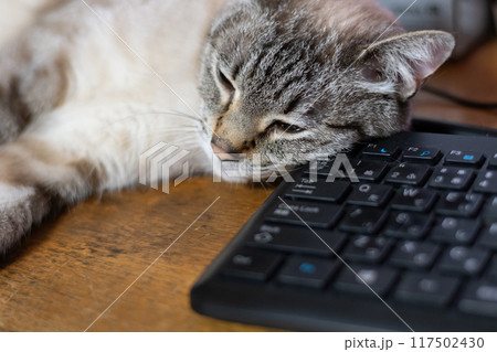 キーボードを枕に眠る猫 シャムトラ猫 キーボードを枕に眠る猫 シャムトラ猫 117502430